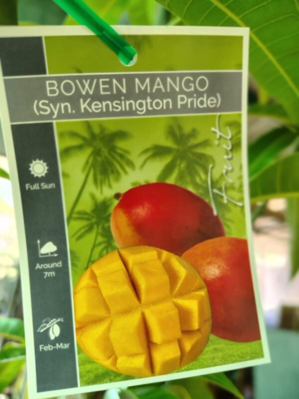 Mango Kensington Pride - Image 4