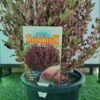 WhatsApp Image 2025 02 12 at 145528 1e03f938 - GardenView Plant Nursery