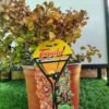 WhatsApp Image 2025 02 12 at 145530 92ec1c89 - GardenView Plant Nursery