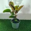 WhatsApp Image 2025 02 12 at 145531 05cf94fe - GardenView Plant Nursery