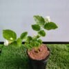 WhatsApp Image 2025 02 22 at 094155 ef601a6a - GardenView Plant Nursery