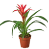 Bromeliad Guzmania - GardenView Plant Nursery