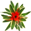 Bromiliad Neoregelea - GardenView Plant Nursery