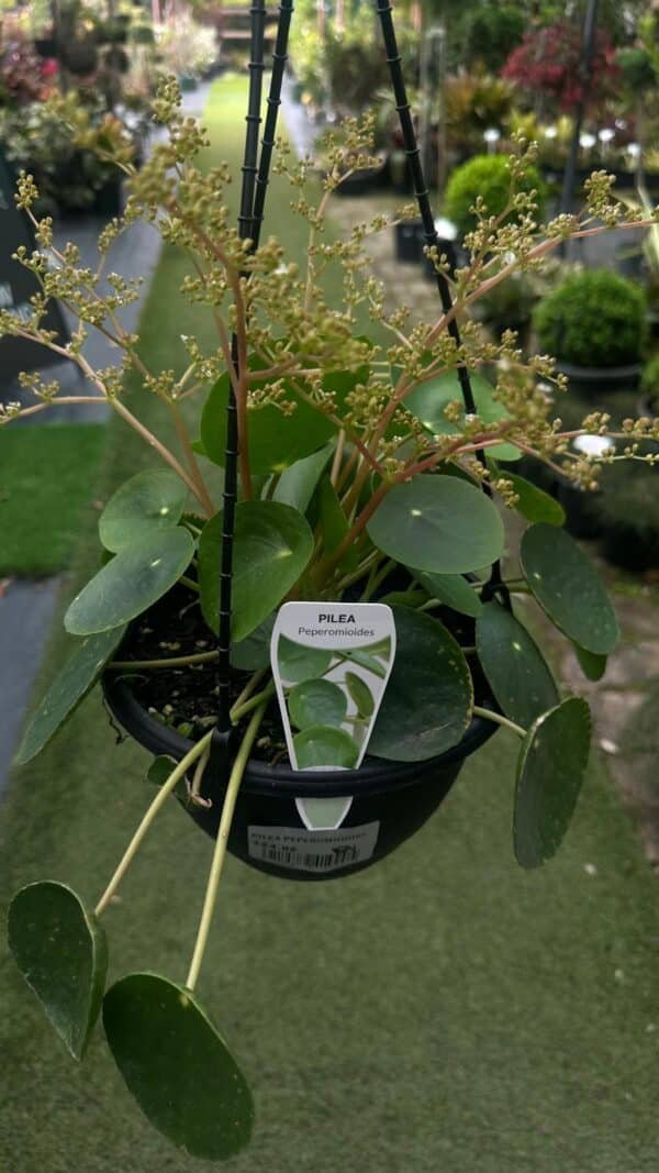Chinese-Money-Plant-Garden-View-Nursery