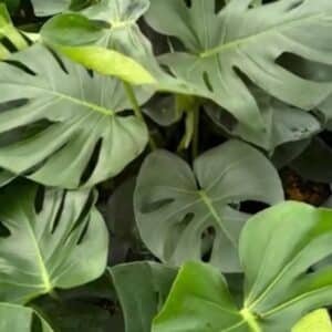 Monstera-Deliciosa-Fruit-Salad-Plant-Garden-View-Nursery