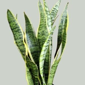 Sansevieria-Trifasciata-Laurentii-Garden-View-Nursery