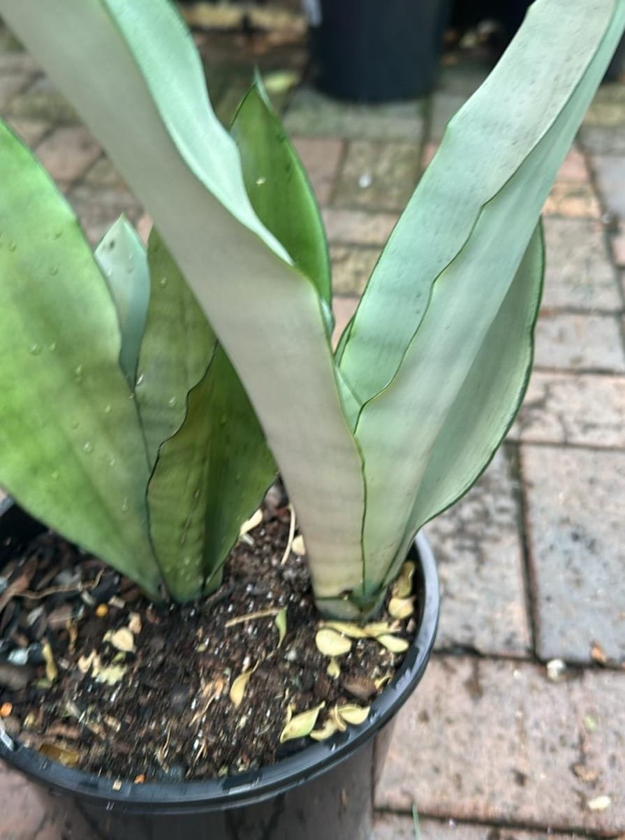 Sansevieria-Trifasciata-Moonshine-Garden-View-Nursery
