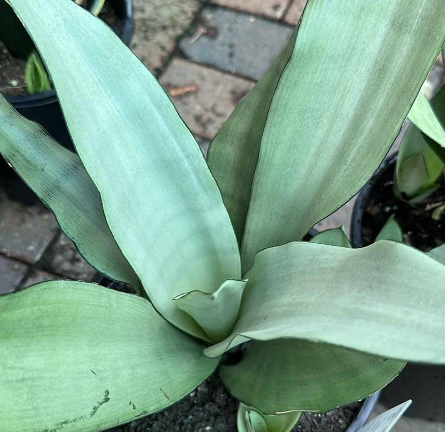 Sansevieria-Trifasciata-Moonshine-Garden-View-Nursery