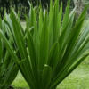 Screenshot 2025 03 09 114643 - GardenView Plant Nursery