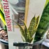 WhatsApp Image 2025 03 04 at 145819 a29778a2 - GardenView Plant Nursery
