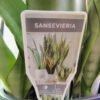 WhatsApp Image 2025 03 04 at 145934 e0d2f6ba - GardenView Plant Nursery