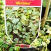 WhatsApp Image 2025 03 04 at 150022 451af1dc - GardenView Plant Nursery
