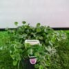 WhatsApp Image 2025 03 04 at 150246 b44e6385 - GardenView Plant Nursery