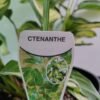 WhatsApp Image 2025 03 04 at 150539 d128ae1d - GardenView Plant Nursery