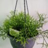 WhatsApp Image 2025 03 04 at 150626 a08c8bdc - GardenView Plant Nursery