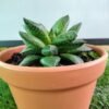 WhatsApp Image 2025 03 04 at 150710 9252d008 - GardenView Plant Nursery