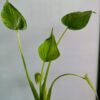 WhatsApp Image 2025 03 04 at 152307 1fba8a86 - GardenView Plant Nursery