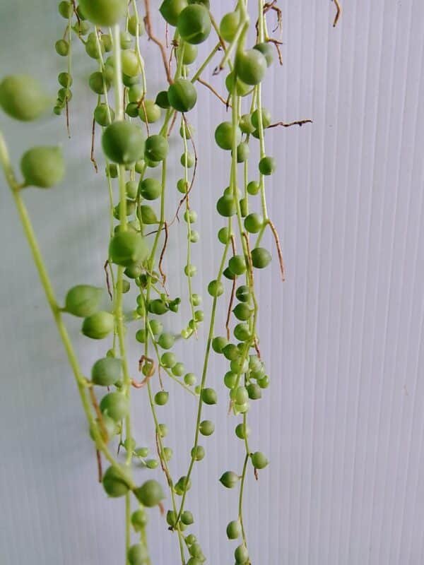 Gardenview plant nursery senecio rowleyanus_gardenview nursery