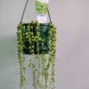 Senecio Rowleyanus_GardenView Nursery