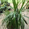 Dracaena Massangeana_GardenVIew Nursery