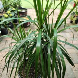 Dracaena Massangeana_GardenVIew Nursery