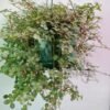 Pilea Silver Sprinkles_GardenView Nursery