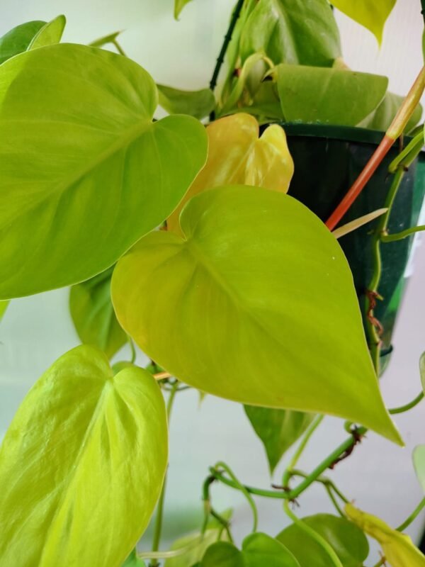 Gardenview plant nursery
