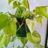 WhatsApp Image 2025 03 04 at 152744 ffb17562 - GardenView Plant Nursery