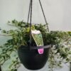 WhatsApp Image 2025 03 04 at 152815 7fb53b78 - GardenView Plant Nursery
