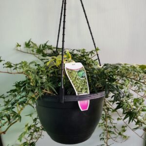 Hedera Canariensis Varigated
