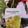 WhatsApp Image 2025 03 04 at 152902 90c4e7bc - GardenView Plant Nursery