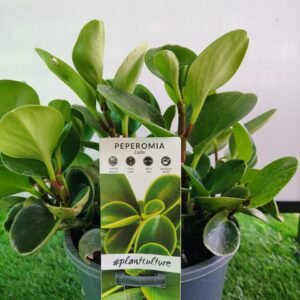 Peperomia Jade