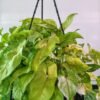 WhatsApp Image 2025 03 04 at 154417 e4bae4f3 - GardenView Plant Nursery