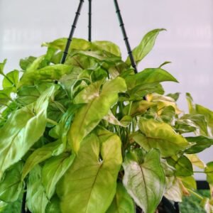Syngonium Pixie
