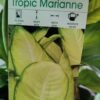 WhatsApp Image 2025 03 04 at 154747 7b3b249d - GardenView Plant Nursery