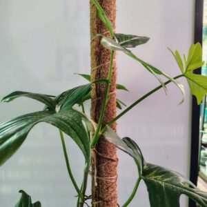 Philodendron Pedatum Florida Beauty