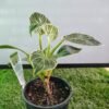 WhatsApp Image 2025 03 04 at 154916 df23697f - GardenView Plant Nursery