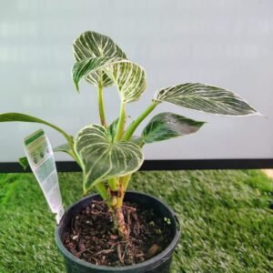 Philodendron Birkin