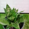 WhatsApp Image 2025 03 04 at 154954 545dd950 - GardenView Plant Nursery