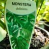WhatsApp Image 2025 03 04 at 155156 40247d7d - GardenView Plant Nursery