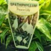 WhatsApp Image 2025 03 04 at 155249 7d6ef83e - GardenView Plant Nursery