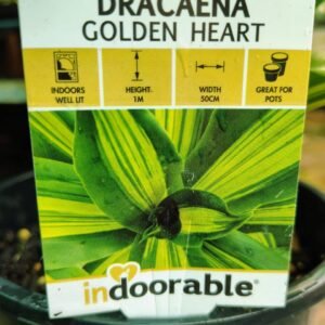 Dracaena Golden Heart
