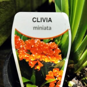 Clivia Miniata