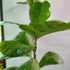 WhatsApp Image 2025 03 04 at 155442 6220cd4c - GardenView Plant Nursery