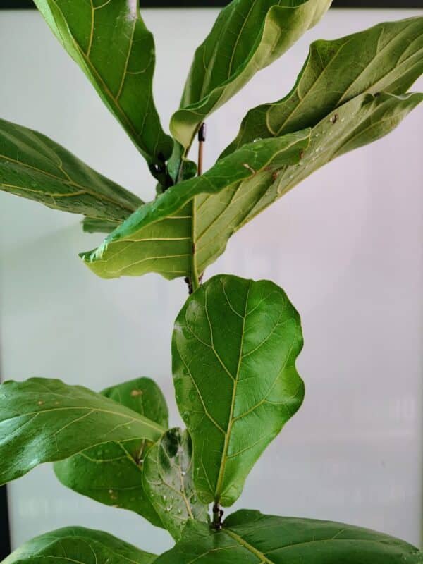 Gardenview plant nursery