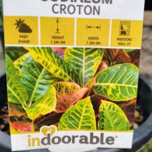 Codiaeum Croton