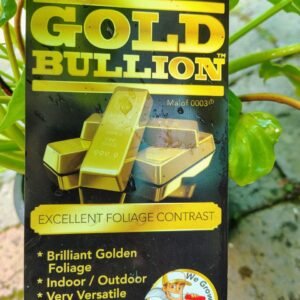 Philodendron Gold Bullion