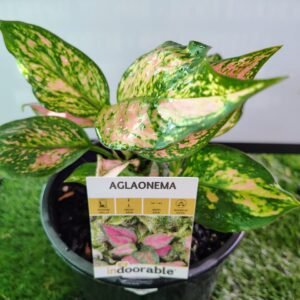 Aglaonema