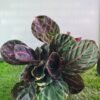 WhatsApp Image 2025 03 04 at 160645 e22d442b - GardenView Plant Nursery