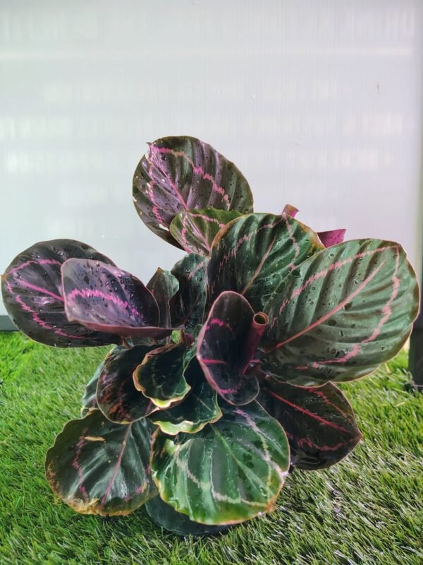 Gardenview plant nursery